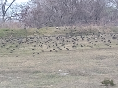Sturnus vulgaris