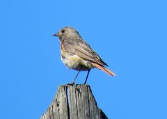 Phoenicurus phoenicurus