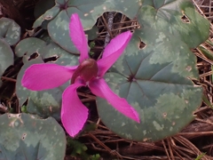 Cyclamen alpinum