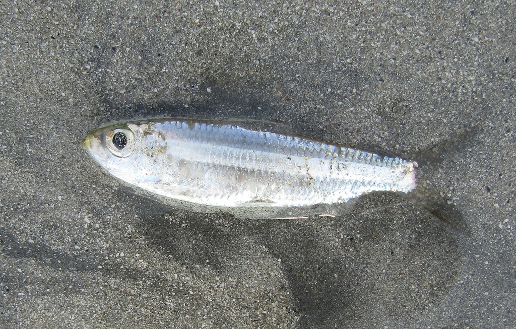 Atlantic piquitinga (Lile piquitinga) — Clupeidae