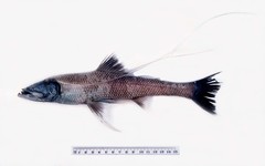 Bathypterois longifilis