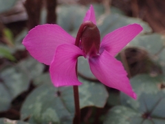 Cyclamen alpinum