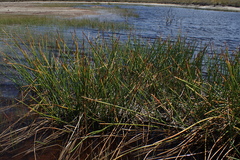 Eleocharis sphacelata