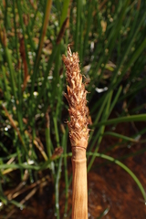 Eleocharis sphacelata