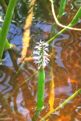 Eleocharis sphacelata