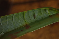 Eleocharis sphacelata