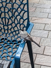 Motacilla alba