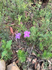 Coopernookia barbata