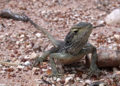Western Bearded Dragon photo 5