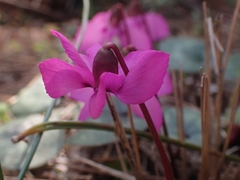 Cyclamen alpinum