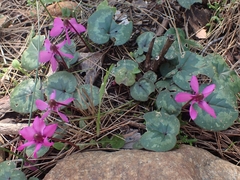 Cyclamen alpinum