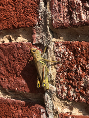 Melanoplus differentialis