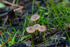 Tephrocybe