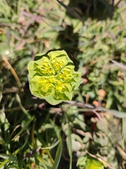 Euphorbia helioscopia