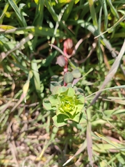 Euphorbia helioscopia