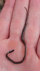 Aparallactus capensis capensis