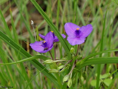 Tradescantia occidentalis