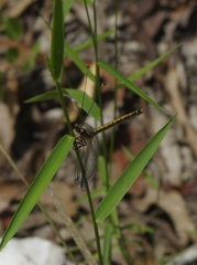 Suhpalacsa subtrahens