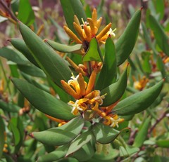 Persoonia confertiflora
