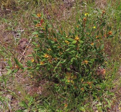 Persoonia confertiflora