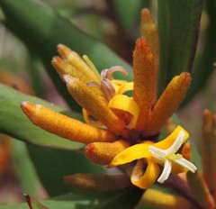 Persoonia confertiflora