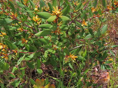 Persoonia confertiflora