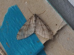 Trichopteryx carpinata