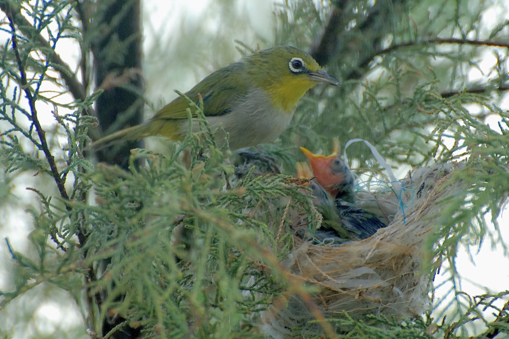 Socotra White-eye photo