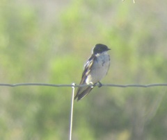 Hirundo dimidiata dimidiata