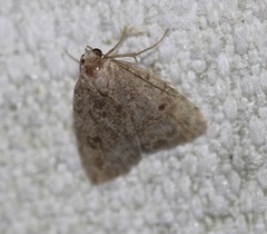 Tolpia conscitulana