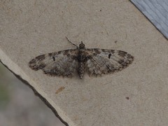 Eupithecia irriguata