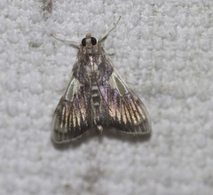 Rehimena cissophora