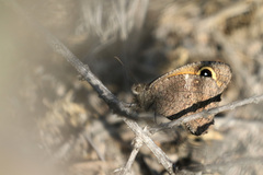 Haywardella edmondsii