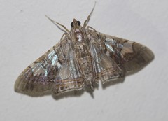 Glyphodes cosmarcha