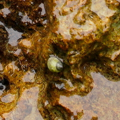 Nerita plicata