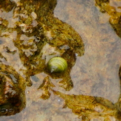 Nerita plicata