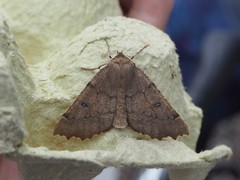 Odontopera bidentata