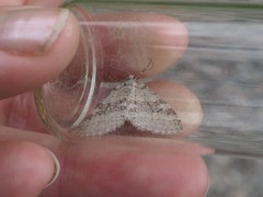 Trichopteryx carpinata