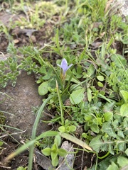 Romulea columnae