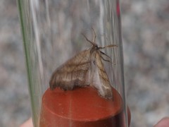 Falcaria lacertinaria