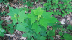 Acer laetum