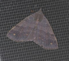 Ophyx eurrhoa
