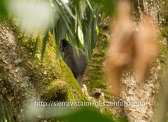 Cercopithecus mitis stuhlmanni