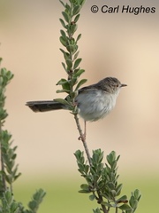 Prinia