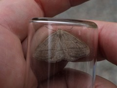 Petrophora chlorosata