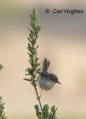 Prinia