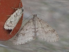 Trichopteryx carpinata