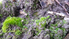 Physcomitrium patens