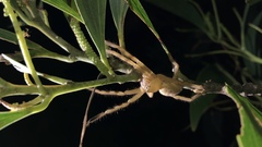 Neosparassus salacius