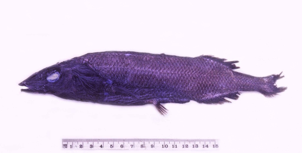 Longsnout Slickhead